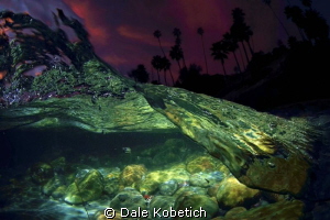 Night Dream by Dale Kobetich 